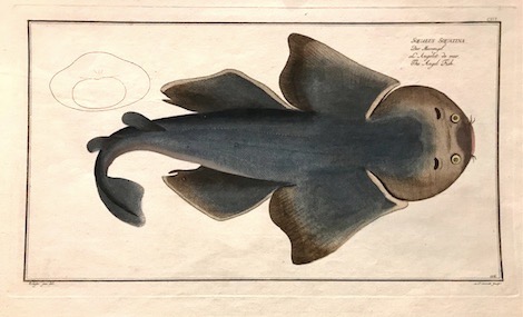 Bloch Marcus Elieser (1723-1799) Squalus Squatina. Der Meerengel. L'Angelot de mer. The Angel Fish 1785 Berlino 